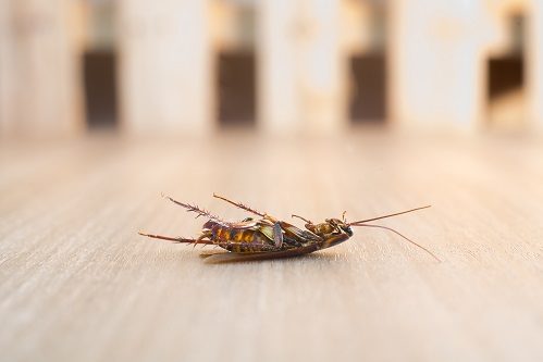 Cockroach on a kitchen floor