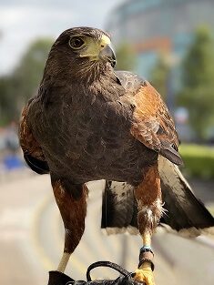 Trained bird of prey used for falconry-based bird control deterrents