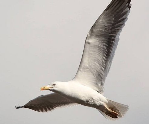 Herring gull in flight over Reading