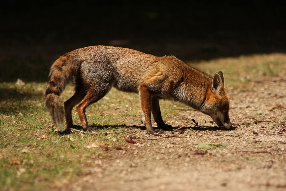 Red fox in Berkshire, covered under wildlife management surveys