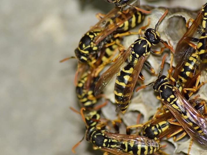 Common wasp nest and workers on the comb