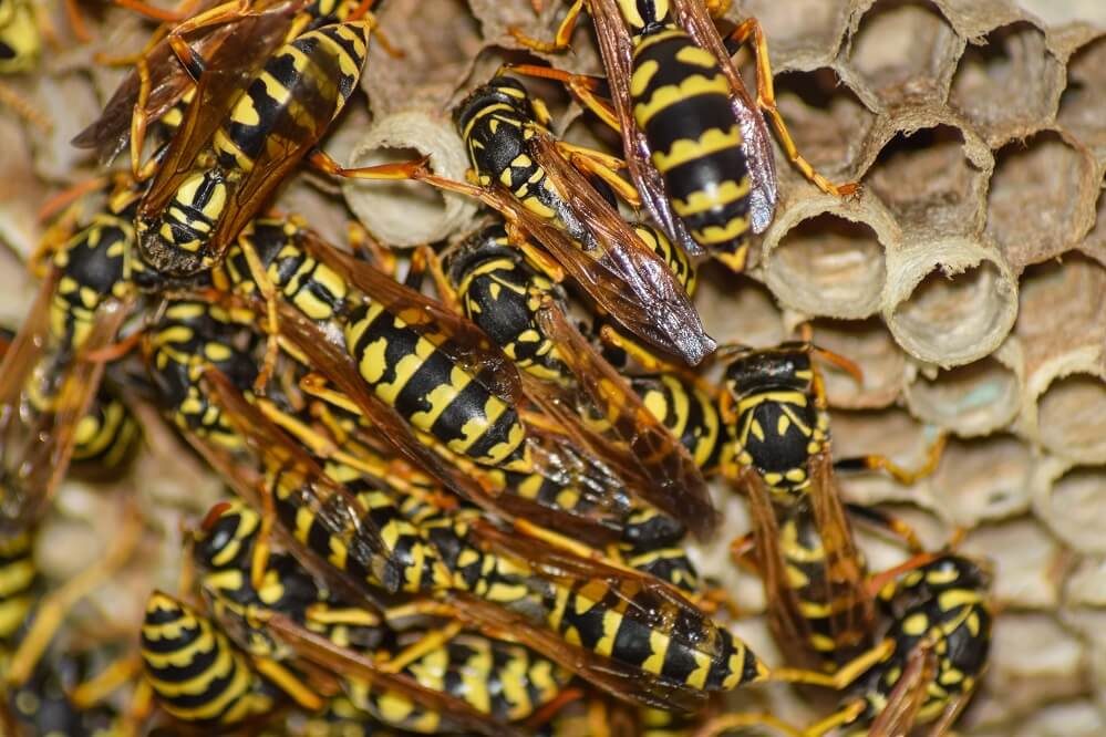 Common wasp nest treated during a callout